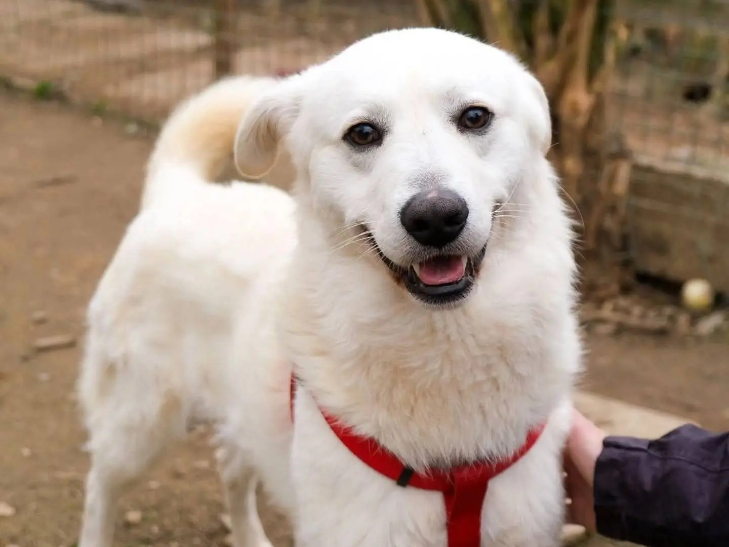 Adotta un cane, taglia grande, maschio, Torino