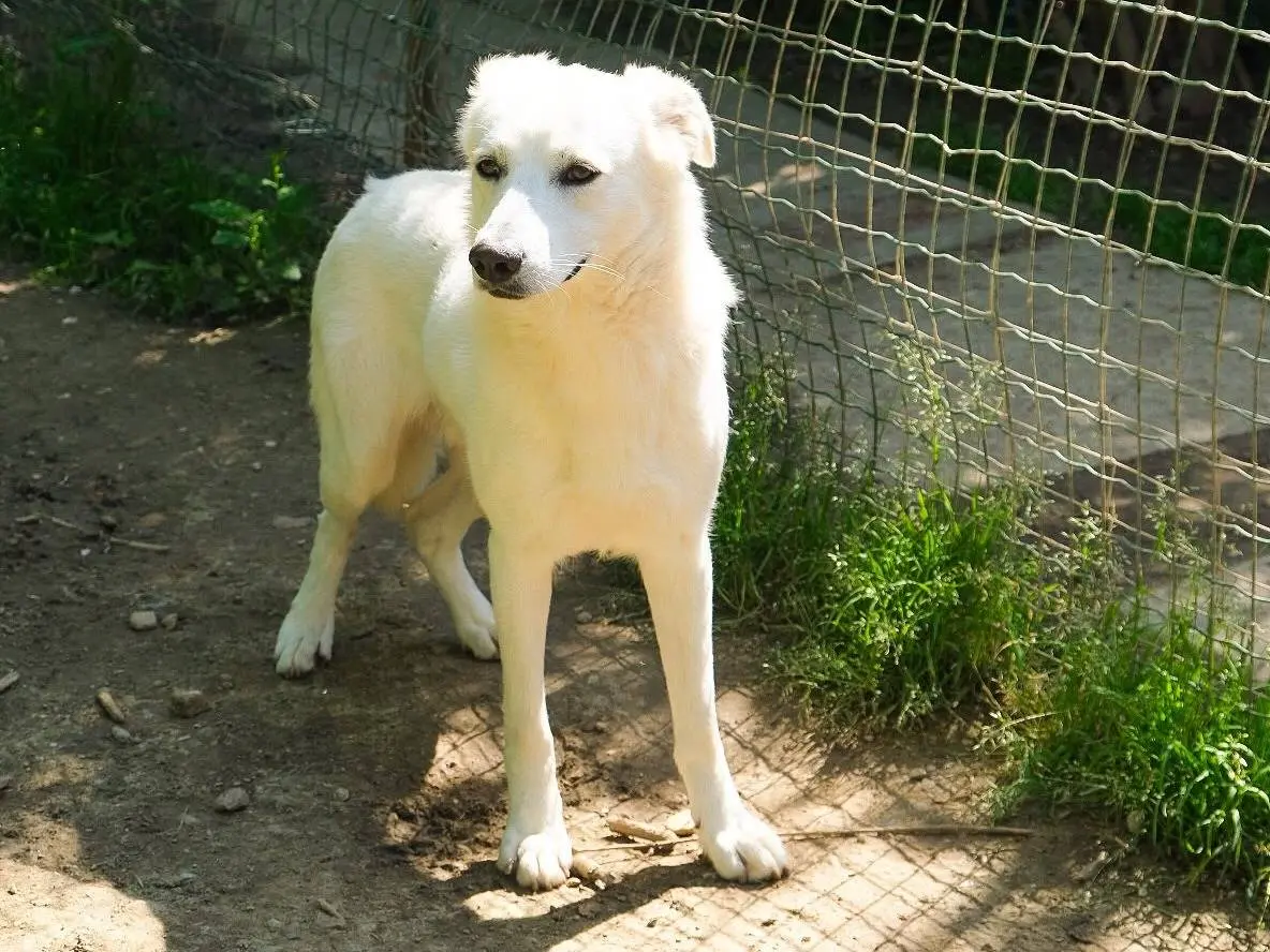 Vuoi adottare un cane a Torino?