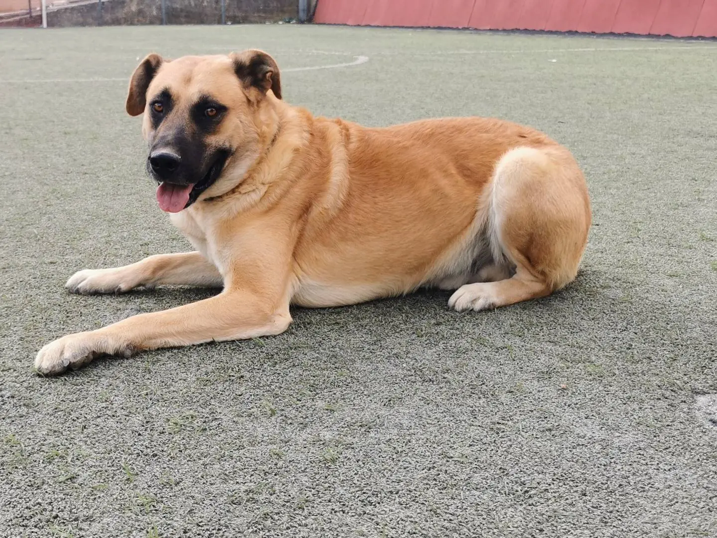 Adozione cane, maschio, Razza sconosciuta Razza sconosciuta, 3 anni e 3 mesi, taglia grande, Palermo
