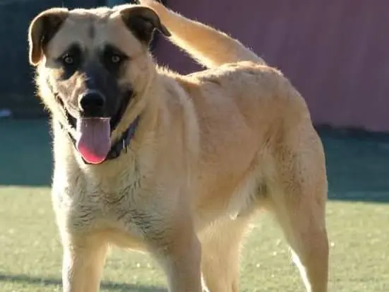 Adotta un cane, maschio, 3 anni e 3 mesi, Palermo