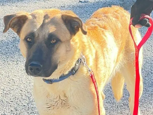 Adotta un cane, taglia grande, maschio, Palermo