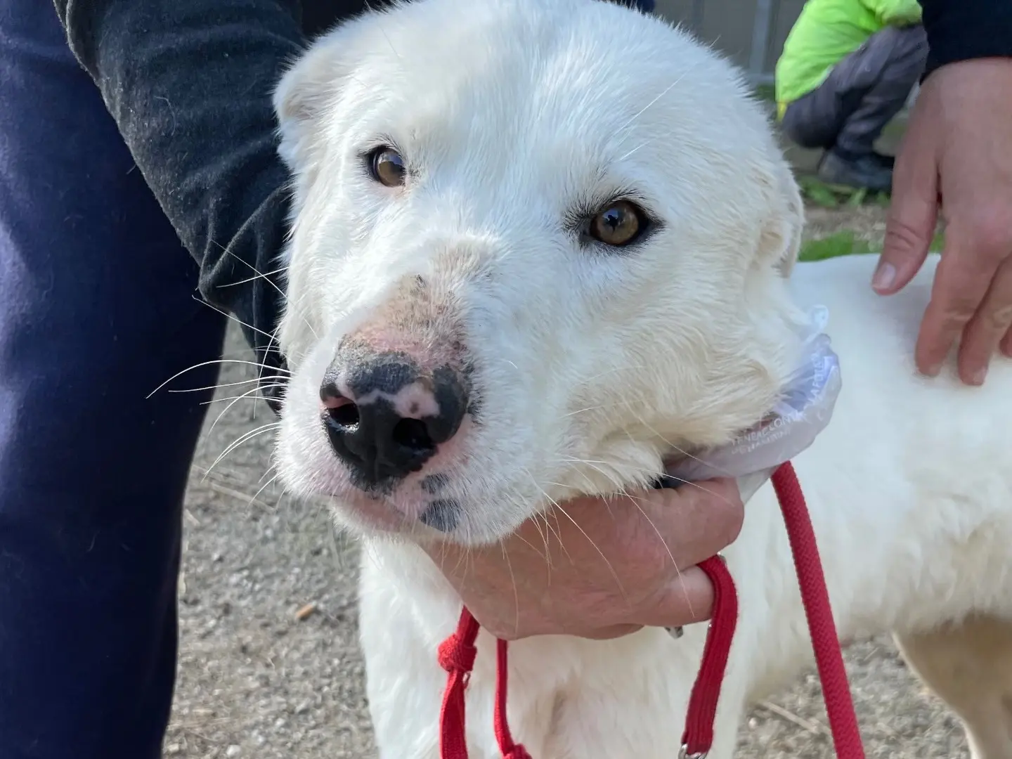 Adozione cane, femmina, Razza sconosciuta Razza sconosciuta, 3 anni e 5 mesi, taglia media, Latina