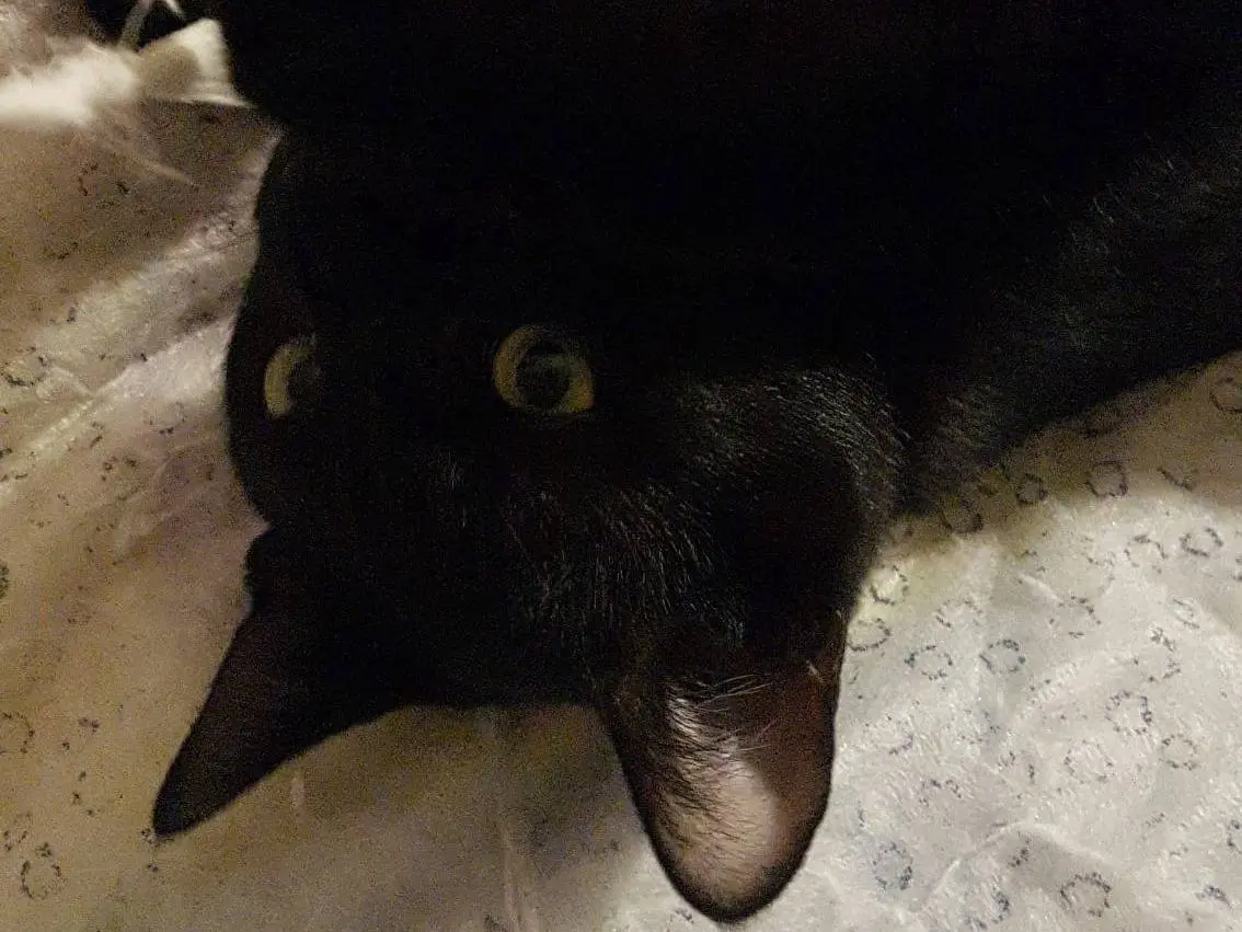 Adotta un gatto, maschio, 6 mesi, Matera