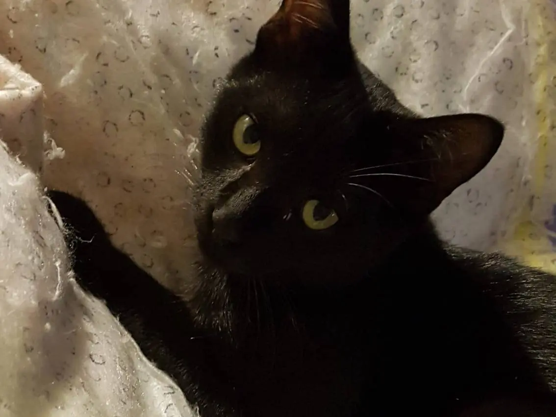 Adotta un gatto, taglia non valida, maschio, Matera