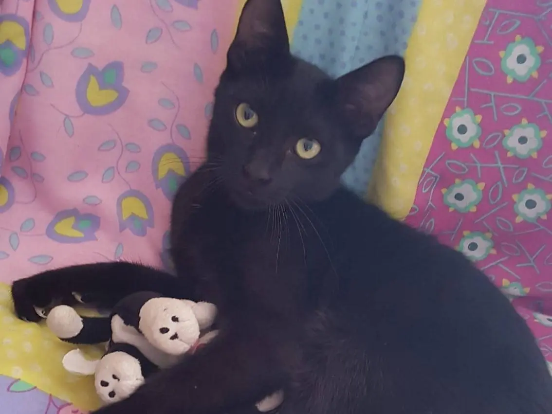 Adozione gatto, maschio, Razza sconosciuta Razza sconosciuta, 6 mesi, taglia non valida, Matera