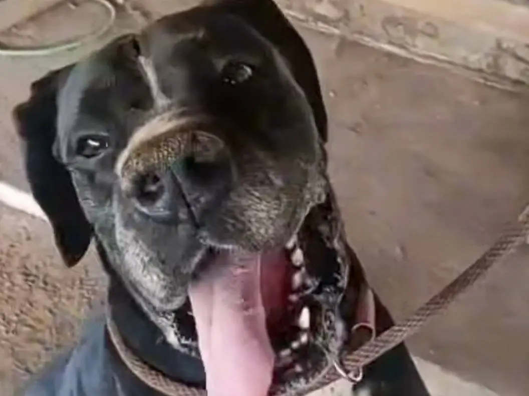 Adozione cane, maschio, Alano Razza sconosciuta, 2 anni e 5 mesi, taglia gigante, Roma