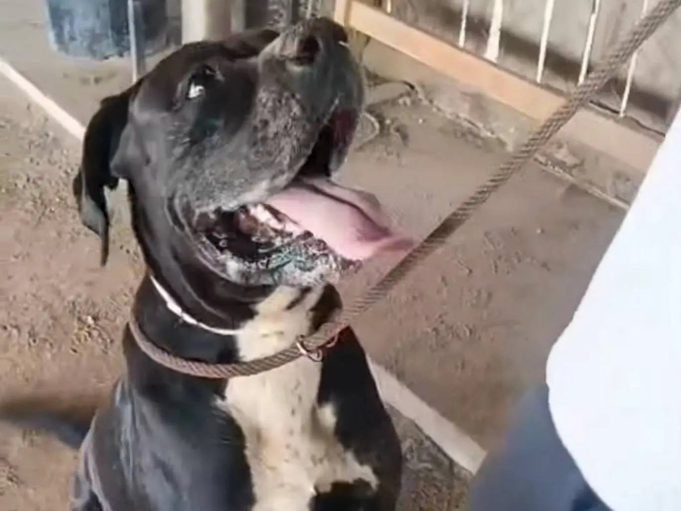 Adotta un cane, taglia gigante, maschio, Roma