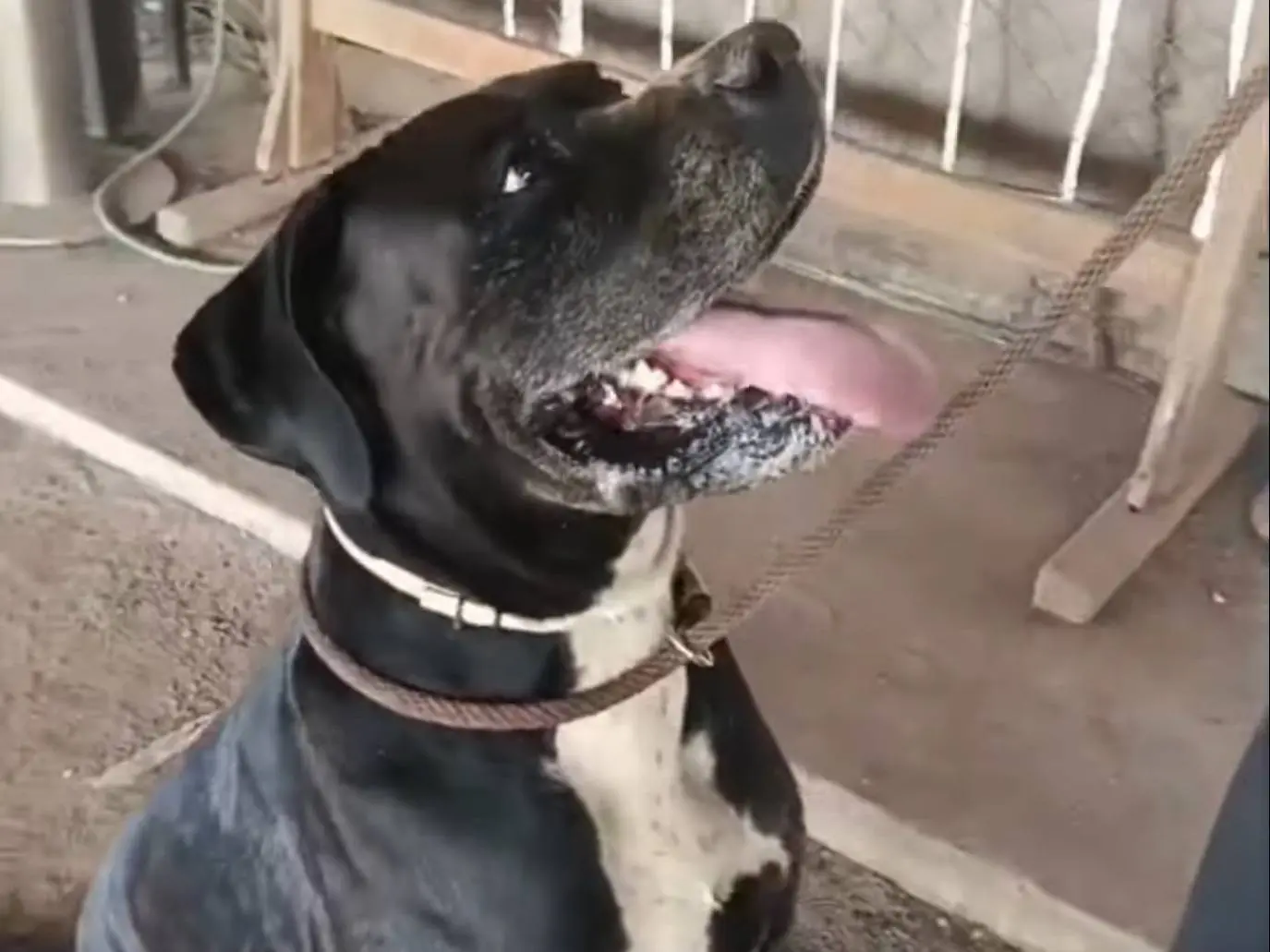 Adotta un cane, maschio, 2 anni e 5 mesi, Roma