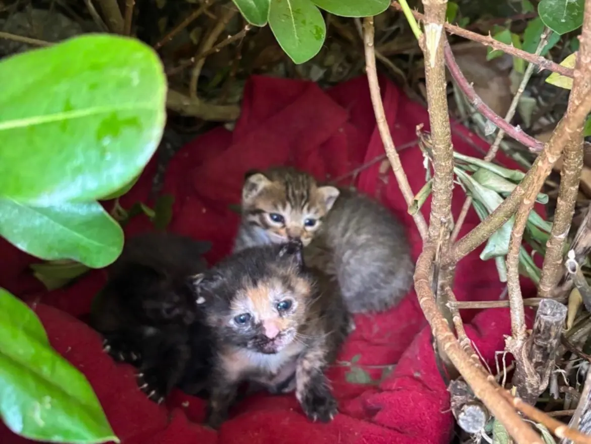 Adozione gatto, femmina, Razza sconosciuta Razza sconosciuta, 7 mesi, taglia non valida, Napoli