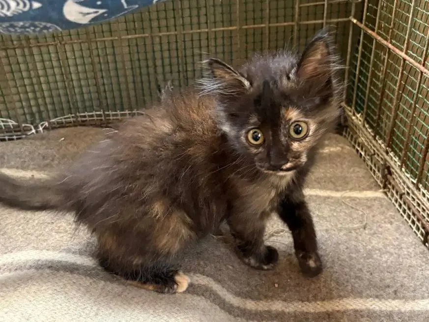 Adotta un gatto, taglia non valida, femmina, Caltanissetta