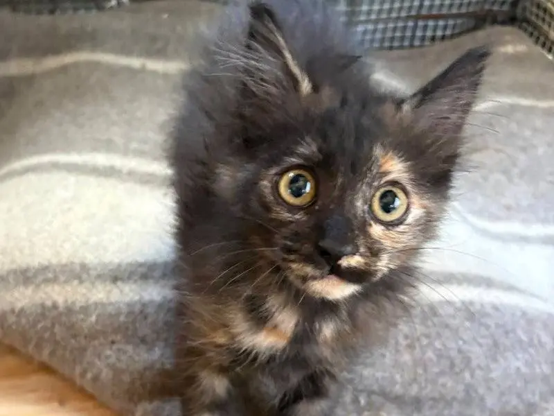 Adotta un gatto, femmina, 7 mesi, Caltanissetta