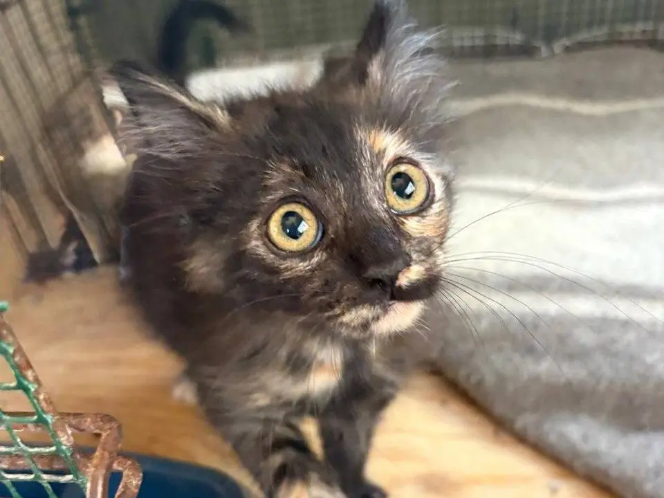 Adozione gatto, femmina, Razza sconosciuta Razza sconosciuta, 7 mesi, taglia non valida, Caltanissetta