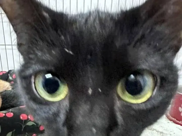 Adotta un gatto, femmina, 7 mesi, Potenza