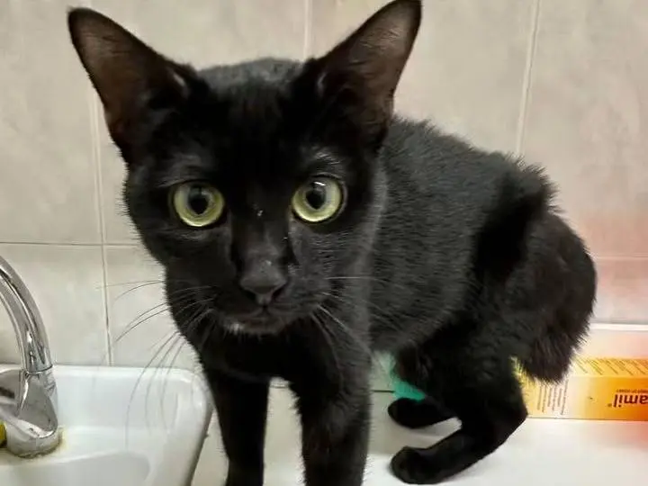Adotta un gatto, taglia non valida, femmina, Potenza