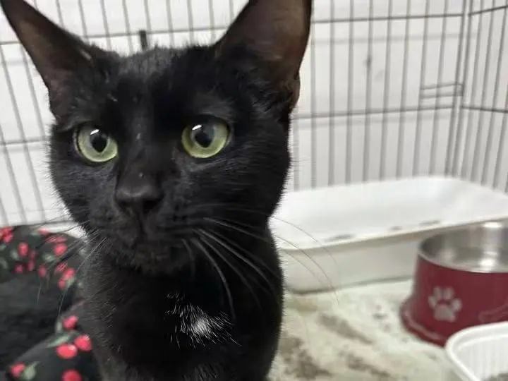 Adozione gatto, femmina, Razza sconosciuta Razza sconosciuta, 7 mesi, taglia non valida, Potenza
