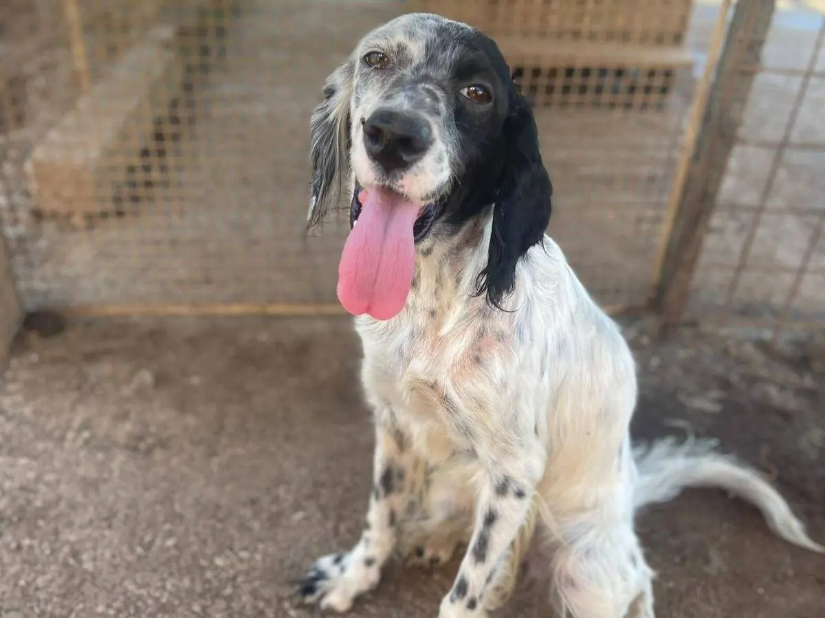 Vuoi adottare un cane a Frosinone?