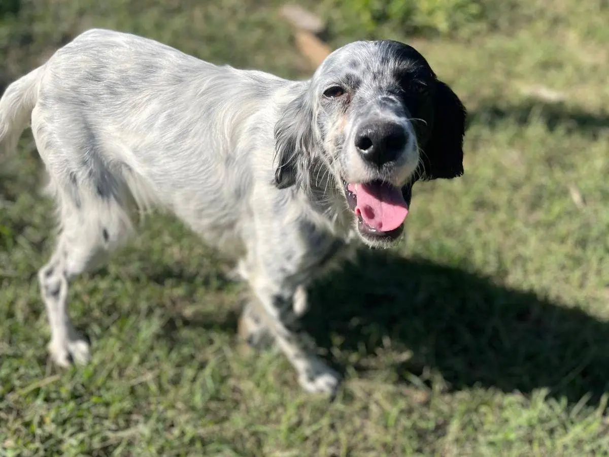 Adotta un cane, femmina, 3 anni e 9 mesi, Frosinone