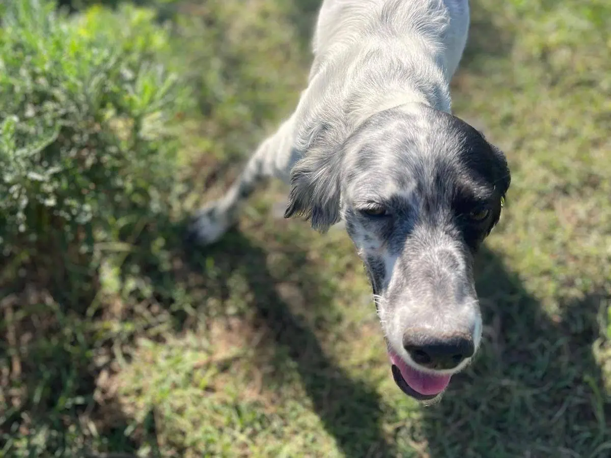 Adotta il cane Angela a Frosinone