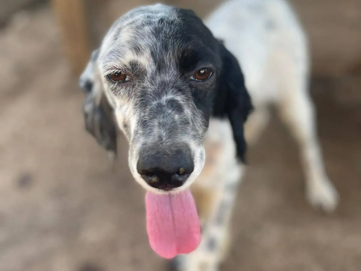 Adotta un cane, taglia media contenuta, femmina, Frosinone