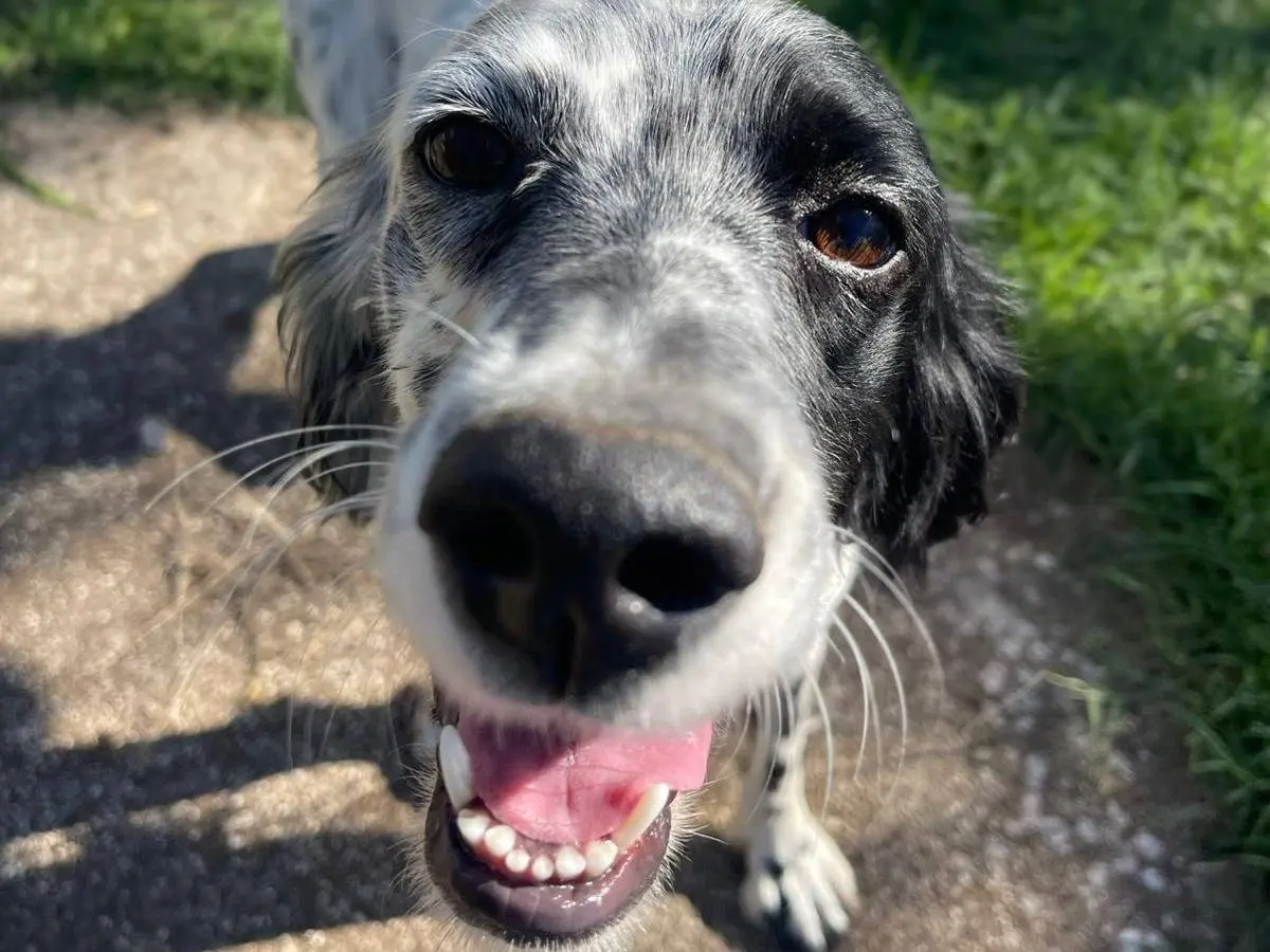 Adozione cane, femmina, Setter Inglese Razza sconosciuta, 3 anni e 9 mesi, taglia media contenuta, Frosinone