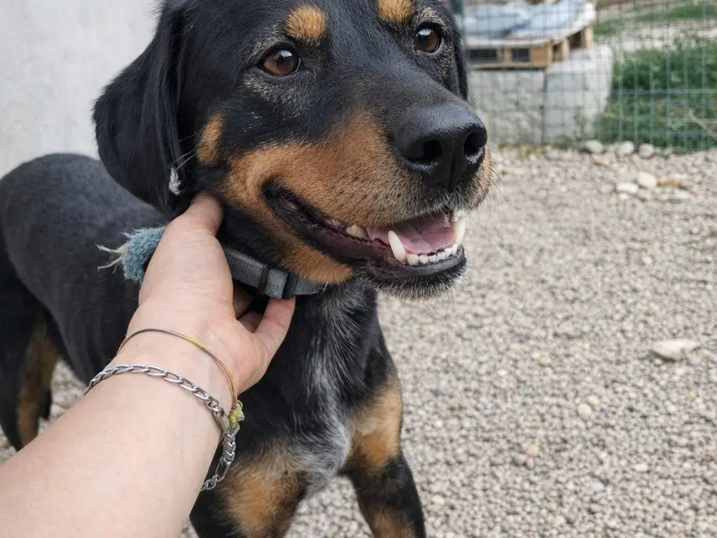 Adotta un cane, maschio, 7 anni e 10 mesi, Avellino