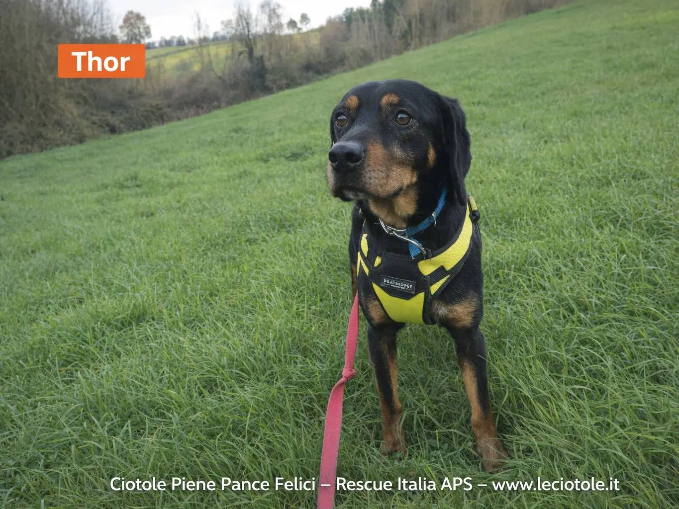 Adozione cane, maschio, Razza sconosciuta Razza sconosciuta, 7 anni e 10 mesi, taglia media, Avellino