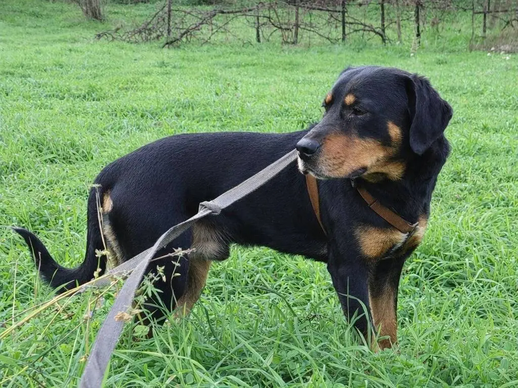 Adotta un cane, taglia media, maschio, Avellino