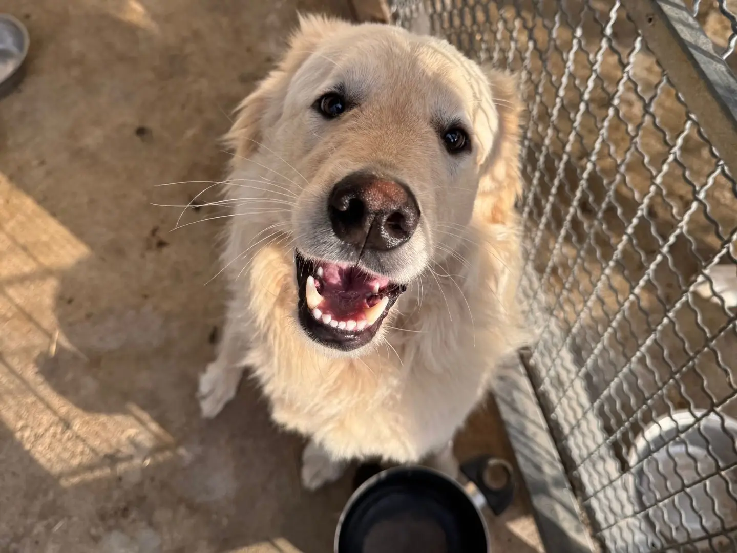 Adozione cane, maschio, Golden Retriever Pastore maremmano, 1 anno e 9 mesi, taglia grande, Vibo
