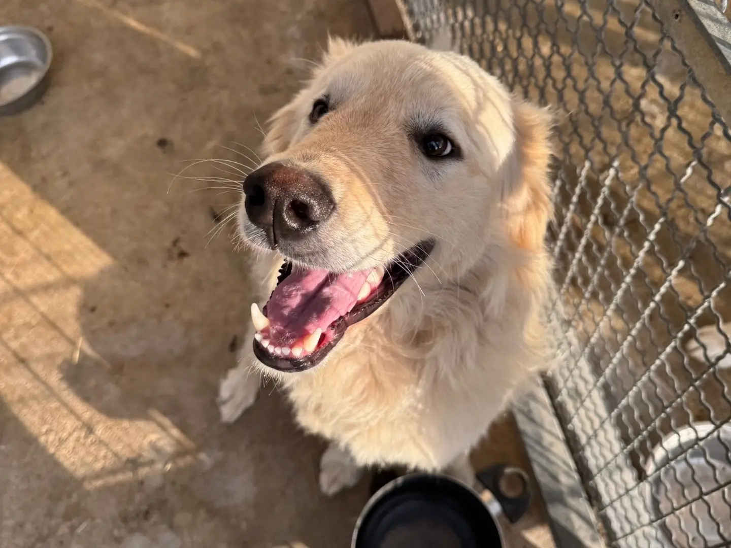 Adotta un cane, maschio, 1 anno e 9 mesi, Vibo