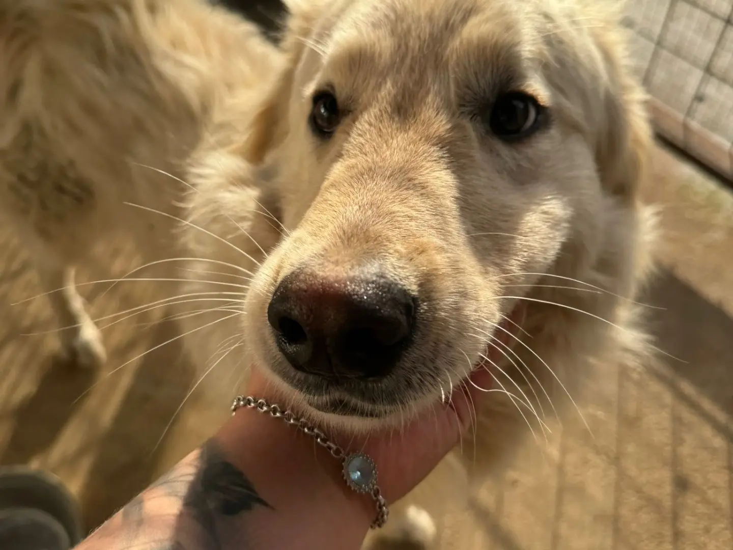 Adotta un cane, taglia grande, maschio, Vibo