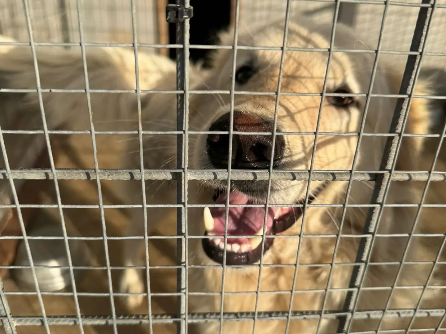 Adotta il cane Eros a Vibo