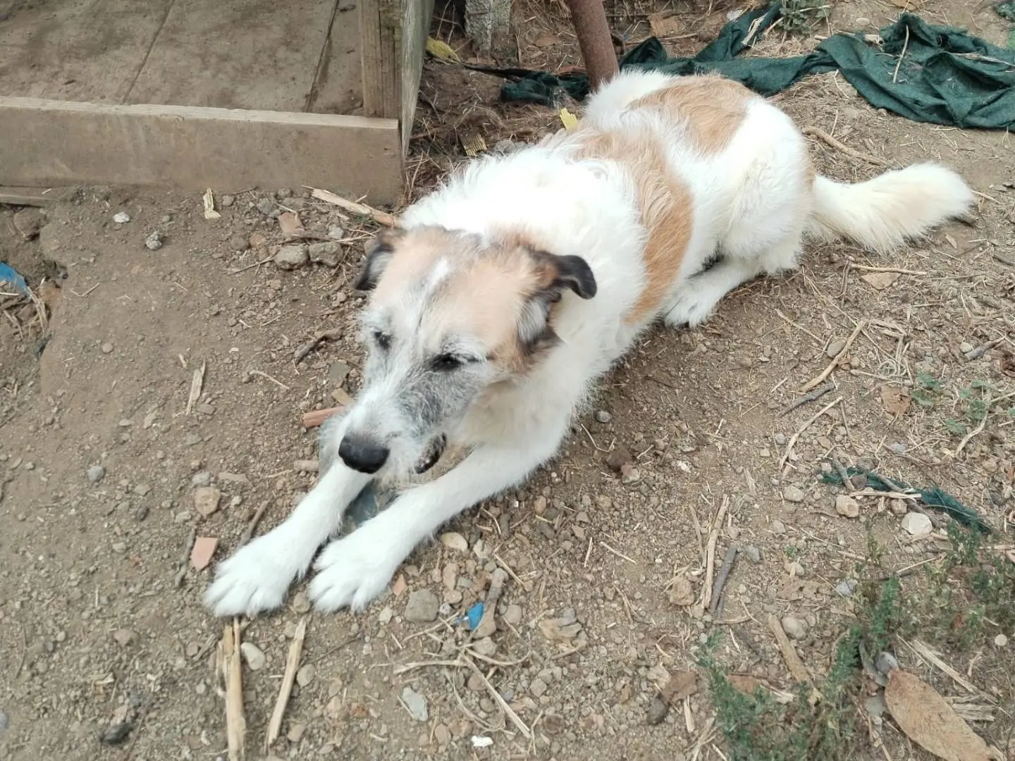 Foto 3 dell'animale