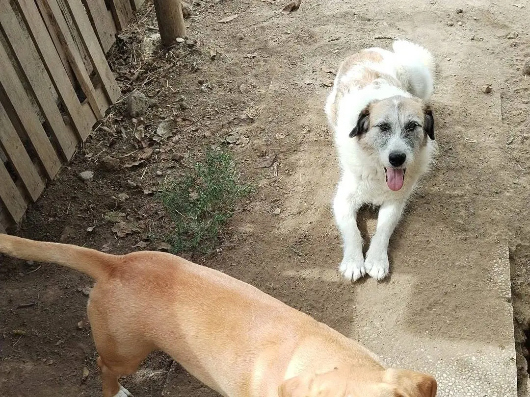 Adotta il cane Kiwi a Viterbo