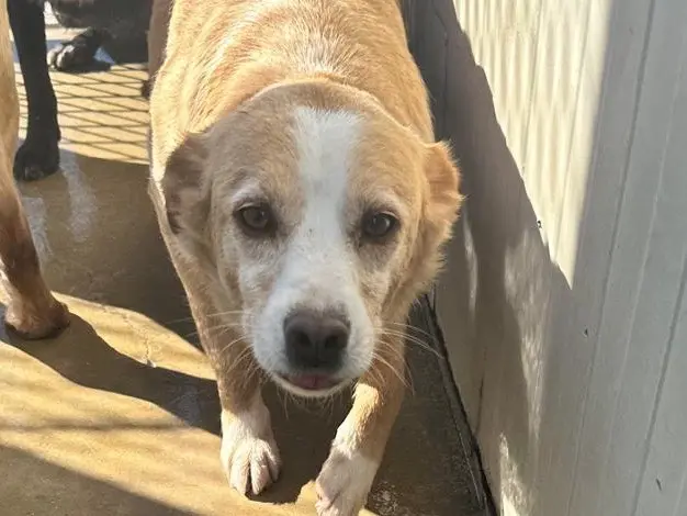 Adotta un cane, maschio, 7 anni e 4 mesi, Latina