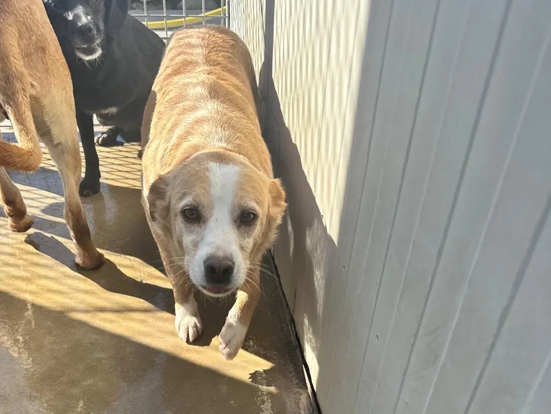 Adozione cane, maschio, Razza sconosciuta Razza sconosciuta, 7 anni e 4 mesi, taglia media, Latina