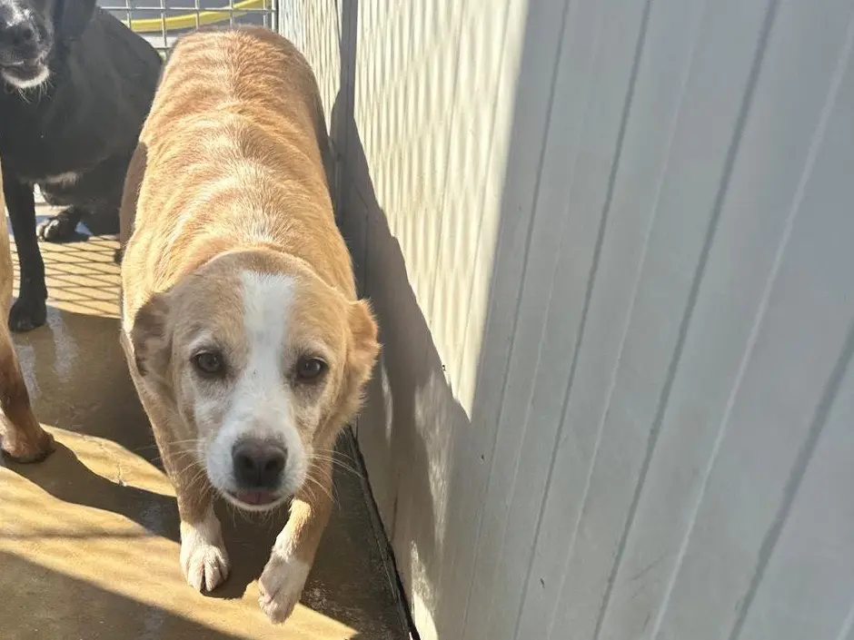 Adotta un cane, taglia media, maschio, Latina