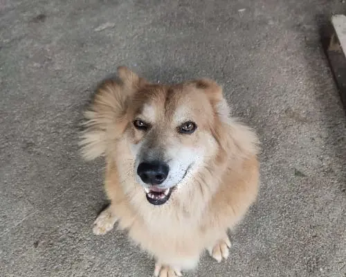 Adozione cane, maschio, Razza sconosciuta Razza sconosciuta, 10 anni e 9 mesi, taglia media contenuta, Napoli