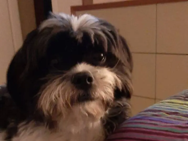 Adozione cane, femmina, Razza sconosciuta Razza sconosciuta, 6 anni e 5 mesi, taglia piccola, Verona