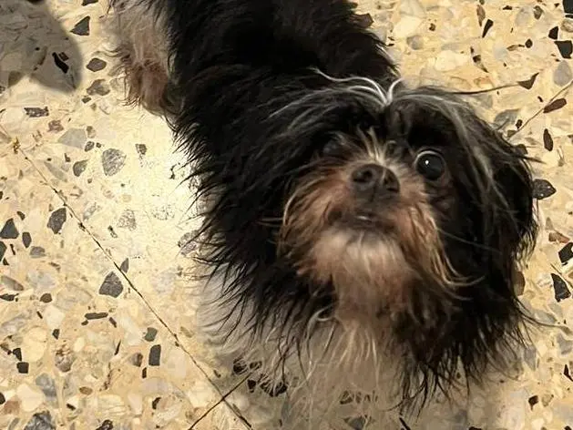 Adotta un cane, taglia piccola, femmina, Verona