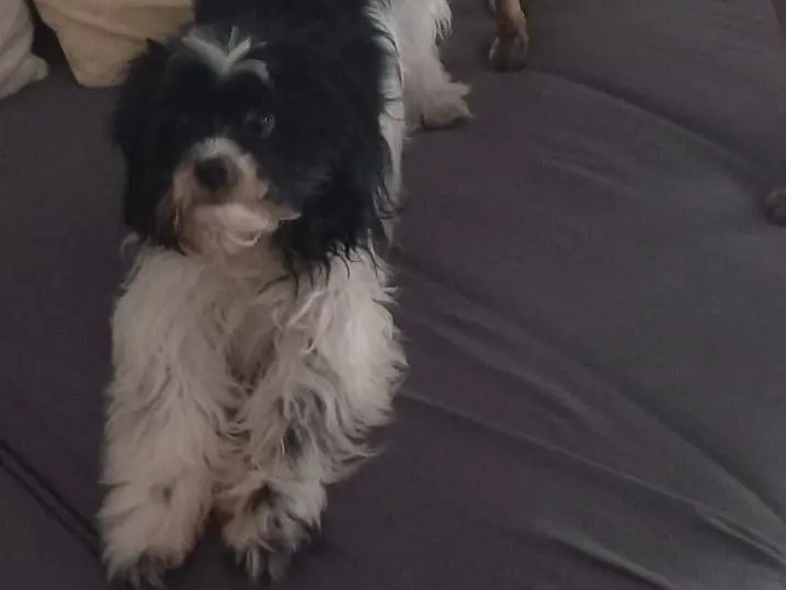 Adotta un cane, femmina, 6 anni e 5 mesi, Verona