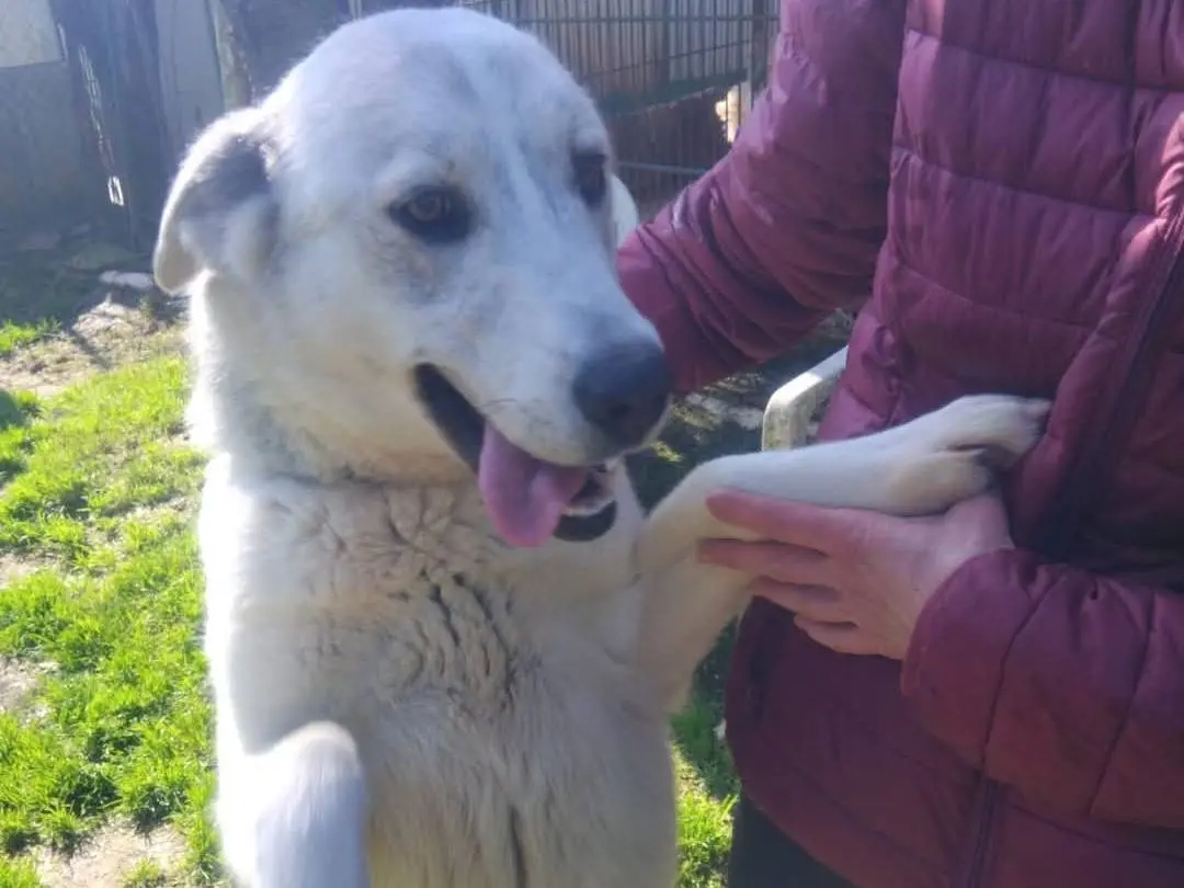 Adotta un cane, taglia media, femmina, Viterbo
