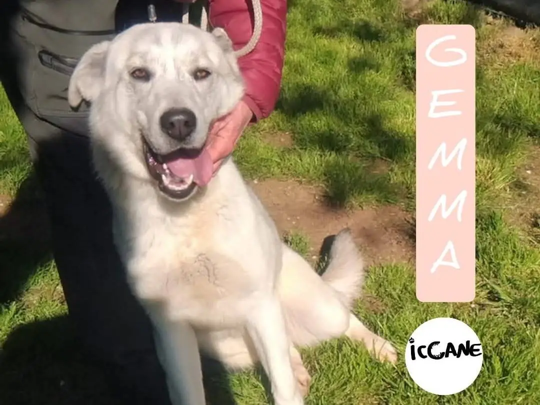 Adozione cane, femmina, Razza sconosciuta Razza sconosciuta, 3 anni e 8 mesi, taglia media, Viterbo