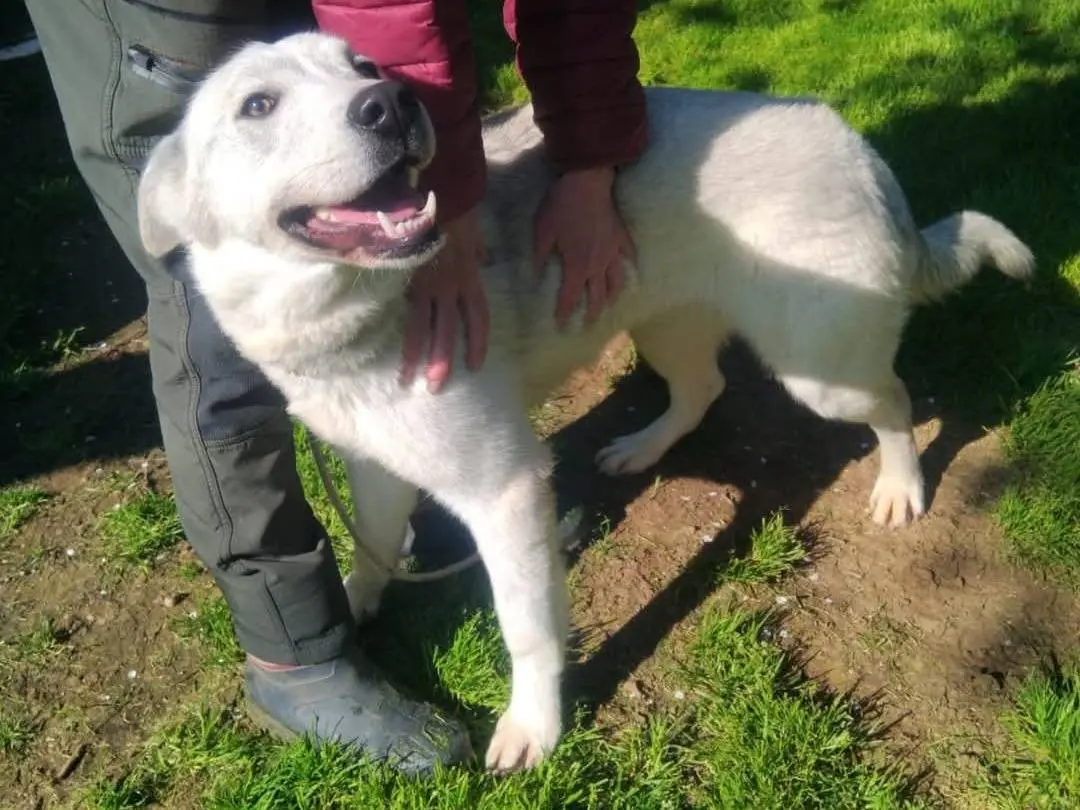 Adotta un cane, femmina, 3 anni e 8 mesi, Viterbo