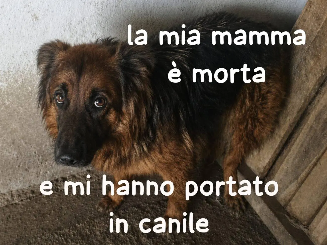 Foto 1 dell'animale