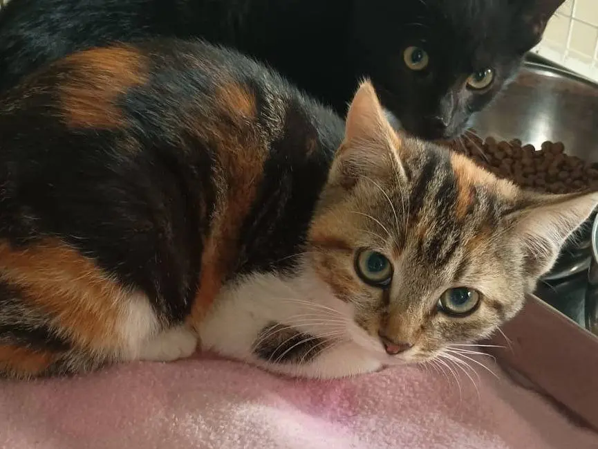 Adozione gatto, femmina, Razza sconosciuta Razza sconosciuta, 2 mesi, taglia non valida, Ravenna