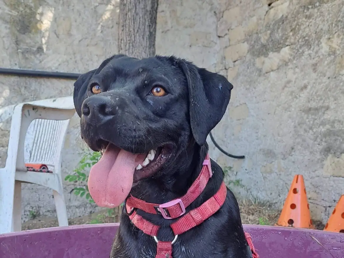 Adotta il cane MILO a Caserta