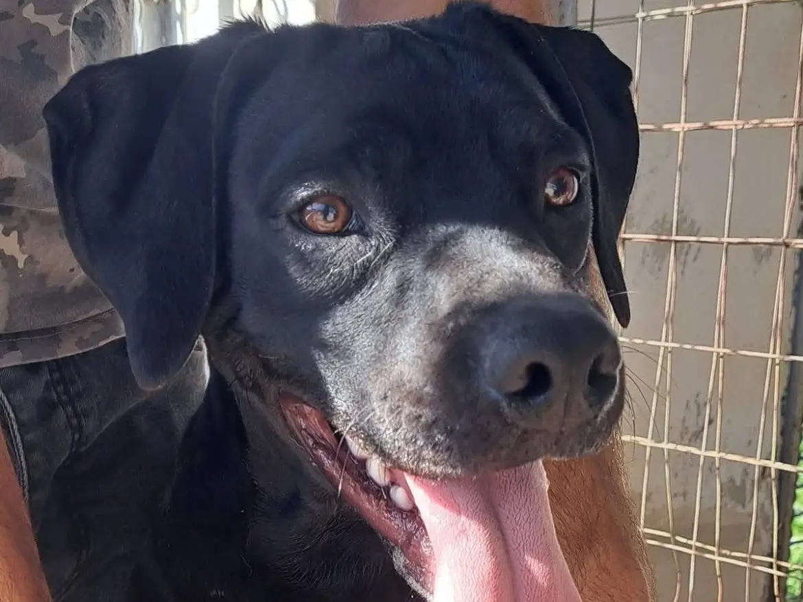 Adozione cane, maschio, Setter Inglese Breton, 1 anno, taglia media contenuta, Caserta