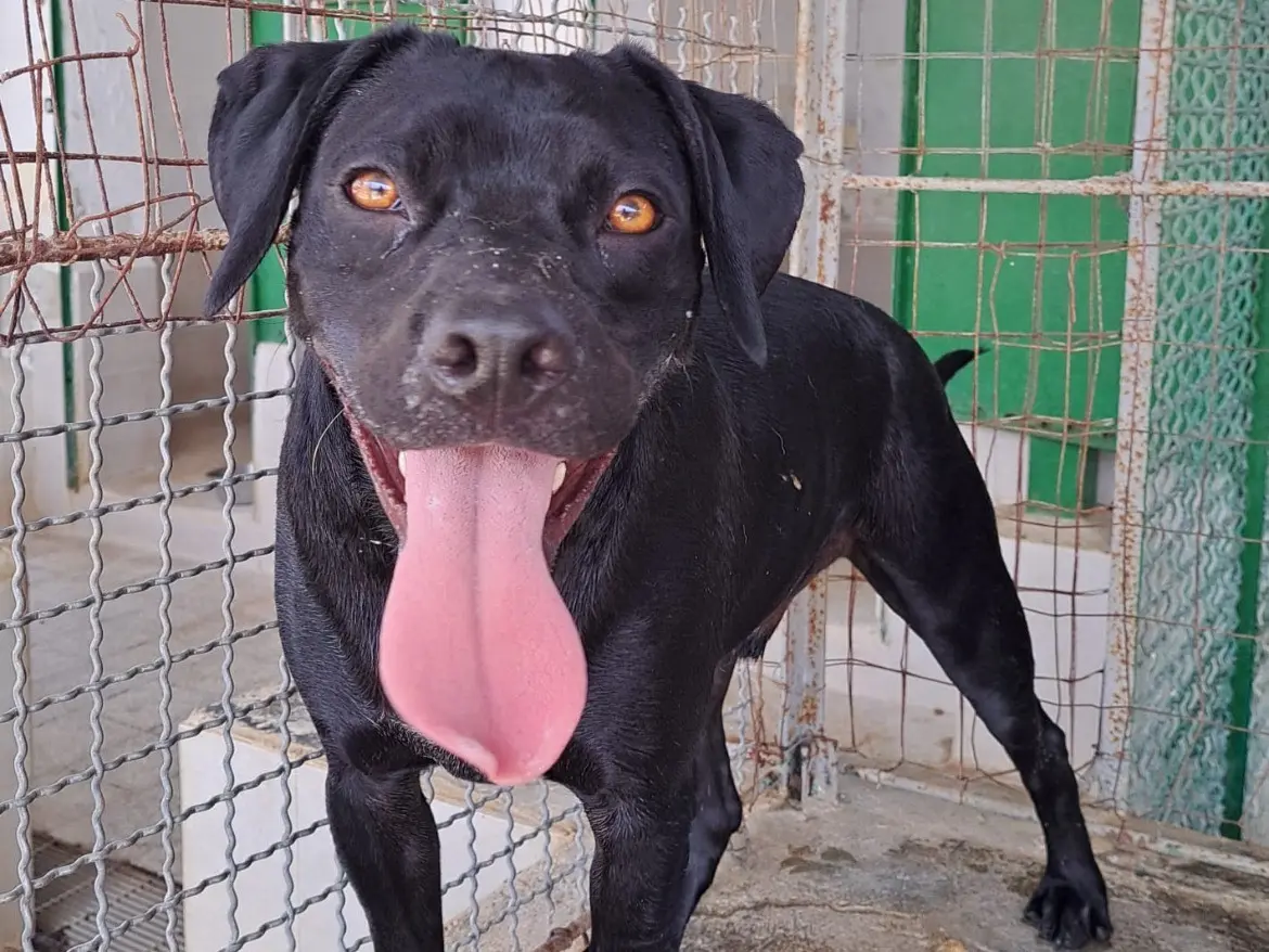 Adotta un cane, maschio, 1 anno, Caserta