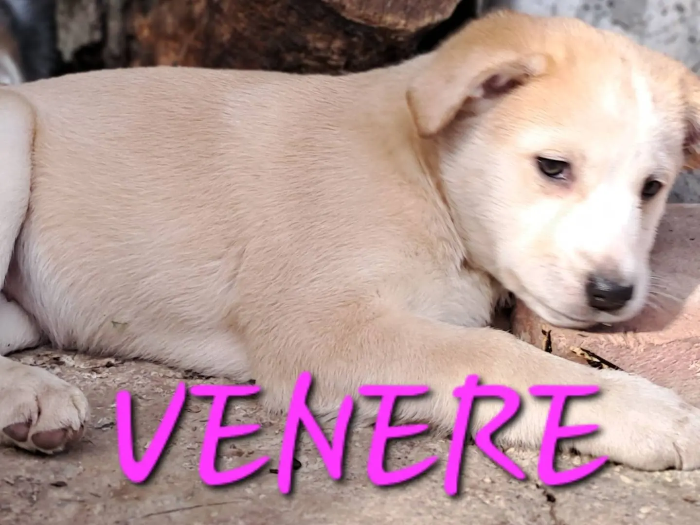 Adotta un cane, femmina, 1 anno e 9 mesi, Caserta
