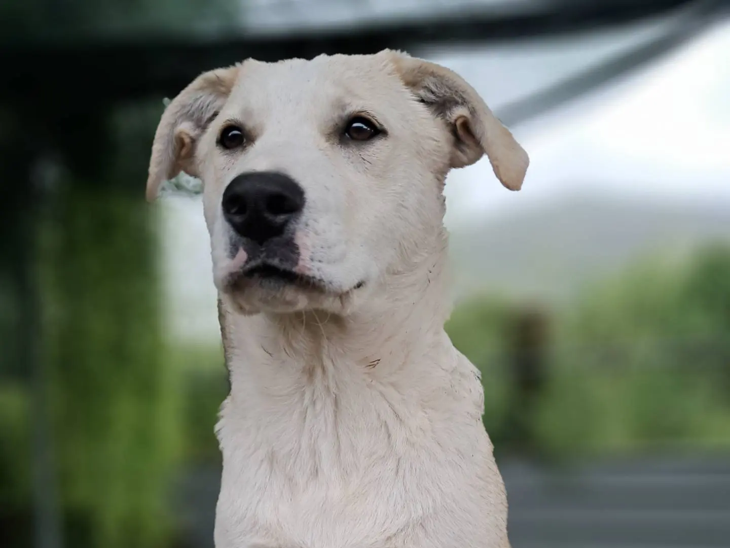 Adozione cane, femmina, Razza sconosciuta Razza sconosciuta, 1 anno e 9 mesi, taglia media, Caserta
